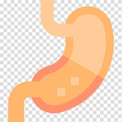 Stomach Computer Icons Human body Organ Medicine, others ...