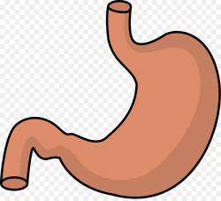 Stomach Clip art - Full Stomach Cliparts png download - 1681*1514 ...