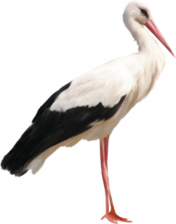 Nest Stork - Stickers | PNG
