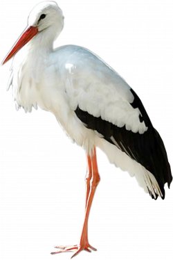 Stork Icon | Web Icons PNG