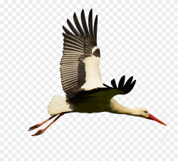 White Bird Flight Flying - Stork Flying Png Clipart ...