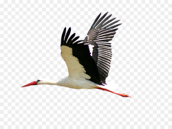 Bird Wing clipart - Bird, Stork, transparent clip art