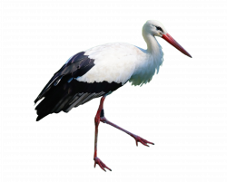 Stork Standing PNG Image - PurePNG | Free transparent CC0 PNG Image ...