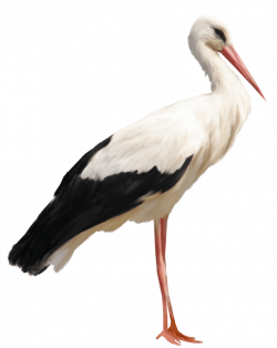 Standing Stork transparent PNG - StickPNG