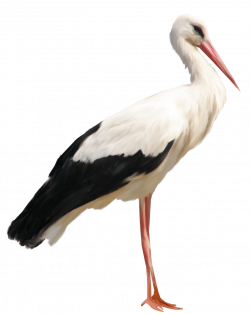 Stork PNG Clipart | Gallery Yopriceville - High-Quality Images and ...