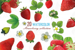 Watercolor Strawberries clip art pack, strawberry flowers