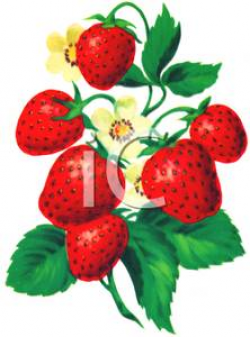 A Bunch Of Strawberries Growing On A Plant - Royalty Free ...