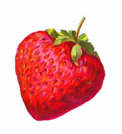 Antique Images: Digital Strawberry Clip Art Berry Fruit Illustration ...
