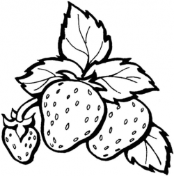 Three Strawberries in One Branch coloring page | Free ...