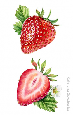 Watercolor botanical illustration of whole and a half of ...