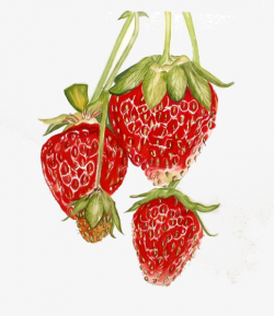 Painted Juicy Strawberries, Hongyan, Full, Fruit PNG Image ...