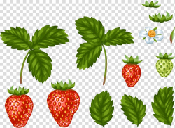Strawberry Leaf Food, Hand painted strawberry with leaves ...