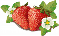 Strawberry Marmalade Label Template - Strawberry Vector 3304*2016 ...