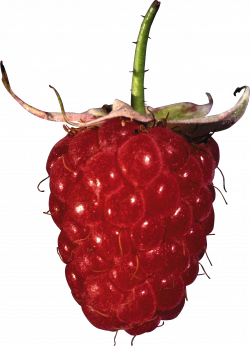 Raspberry PNG images free pictures download