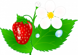 Strawberry Flower Jh Clip Art At Clipart - Strawberry Plants ...