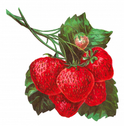 Pretty digital strawberry clip art in gorgeous detail and color ...