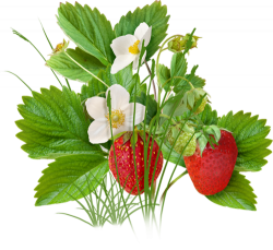 Pin by lyubovpavlenko on Ягоды ,фрукты | Fruit, Strawberry ...