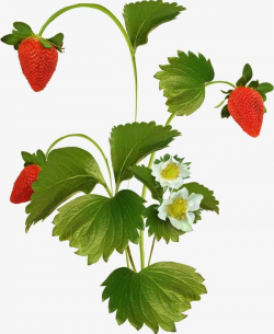 Strawberry Tree PNG, Clipart, Bumper, Fruit, Result ...
