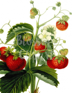 Strawberries CLipart, Vintage Strawberry Illustration CLipart for  invitations, scrapbooking, collage, prints - 1526