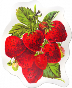 Strawberries Sticker (567x700, 558Kb) | MUTFAK DEKUPAJ | Pinterest ...