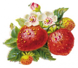 vintage strawberries clipart | vintage: adverts / graphics ...