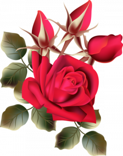 roses,pink,roze,rosa, | roses | Pinterest | Flowers, Bujo and Clip art