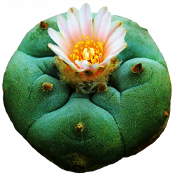 Blooming Cactus by jeanicebartzen27 on DeviantArt