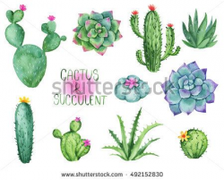 Cactus and succulent watercolor clipart set. Hand drawn ...