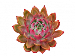 marsano | succulents and cacti | Pinterest