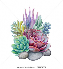 watercolor succulents, decorative illustration, floral clip ...