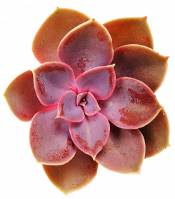 Pink and Tan Succulent by jeanicebartzen27 on DeviantArt