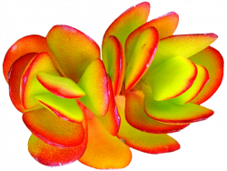 Bright Red and Green Succulent by jeanicebartzen27 on DeviantArt