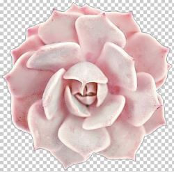 Pink Succulent Plant Garden Roses Wedding Invitation PNG ...