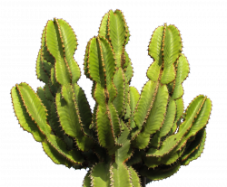 Cactus PNG image, free picture cactus download
