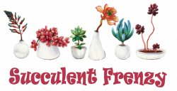 Welcome to Succulent Frenzy Online Store | Succulents Online Store