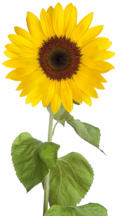 Free Download Sunflower Png Images #28734 - Free Icons and PNG ...