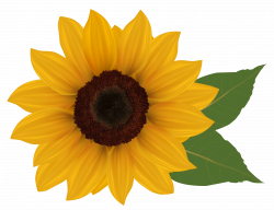 Sunflower PNG Clipart Picture | Gallery Yopriceville - High-Quality ...