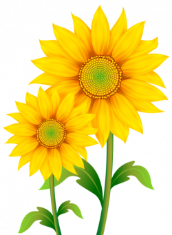 Transparent Sunflowers Clipart PNG Image | Ősz húrja | Pinterest ...