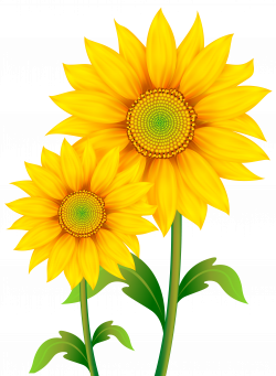 Transparent Sunflowers Clipart PNG Image | Gallery Yopriceville ...