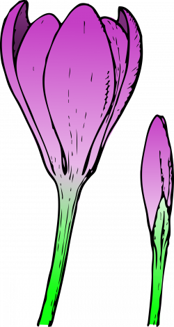 Clipart - colored crocus 1