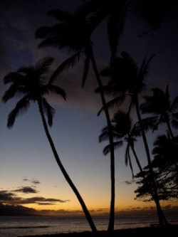 Hawaiian Sunset Photo Clipart Image - Palm trees and ocean ...