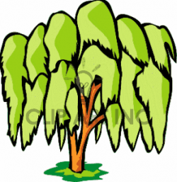 Swamp Trees Clipart