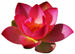 Bright Pink Lotus by jeanicebartzen27 on DeviantArt