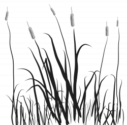 Cattails Drawing at GetDrawings.com | Free for personal use Cattails ...
