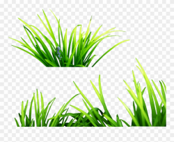 Free Png Grass Png Images Transparent Clipart - Full Size ...