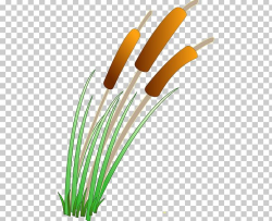 Cattail Wetland Pond PNG, Clipart, Aquatic Plant, Cattail ...