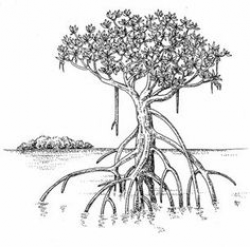 50 Best Mangroves images | Nature, Paisajes, Tree structure