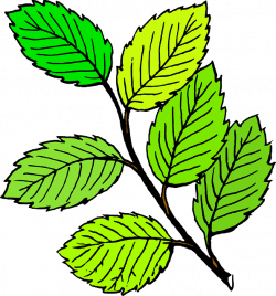 Free pictures LEAF - 1340 images found - Clip Art Library
