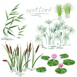 Wetland Plants Set - Flowers & Plants Nature | Water lilies ...