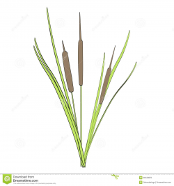 Free Algae Clipart pond reed, Download Free Clip Art on ...